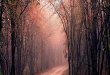 V体育官网：张之臻因伤退赛 无缘ATP250马赛站男单四强.